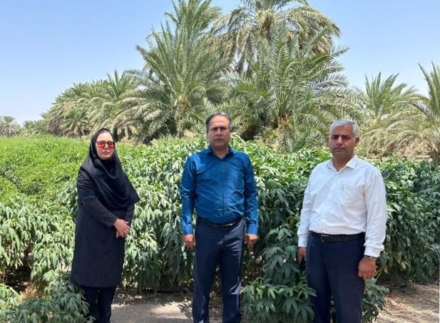بازدید مدیر باغبانی از مزارع چای ترش شهرستان جازموریان